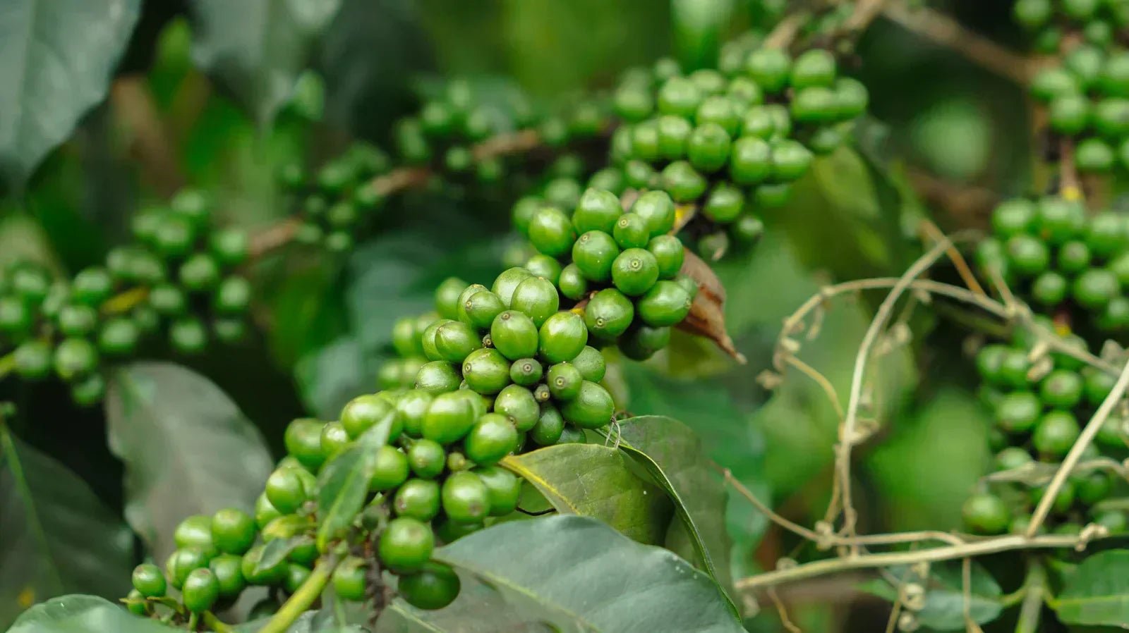Buy Authentic Kampot Pepper from Cambodia | Niront Marketplace - NIRONT Marketplace
