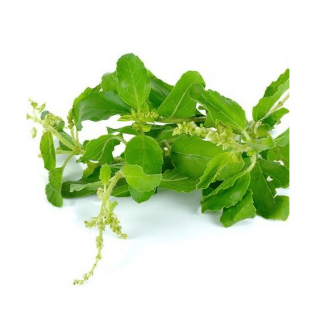 ម្រះព្រៅ Basil - Organic Vegetables