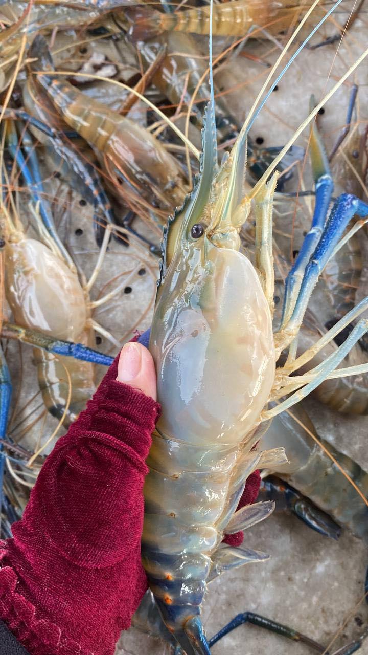 បង្កង lobster ធម្មជាតិ (តាកែវ) លេខ២ - Healthy Food