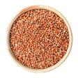 Sorghum - Others