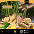 ខ្ញី Ginger - Agriculture