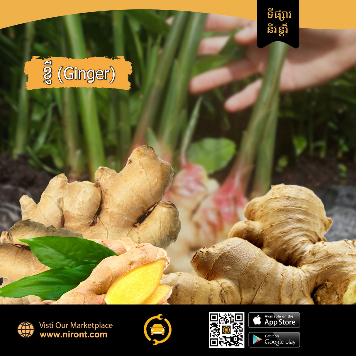 ខ្ញី Ginger - Agriculture