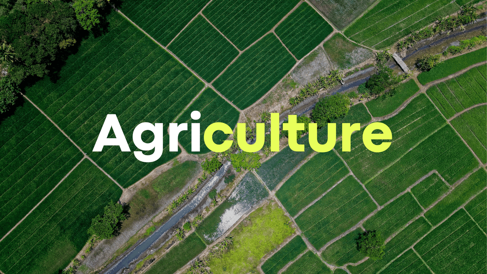 How Niront is Transforming Cambodia’s Agriculture: Benefits for Farmers, Suppliers, Buyers & Consumers - NIRONT Marketplace
