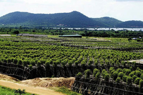 Where to Buy Kampot Pepper in Cambodia (2026 Buyer’s Guide) - NIRONT Marketplace