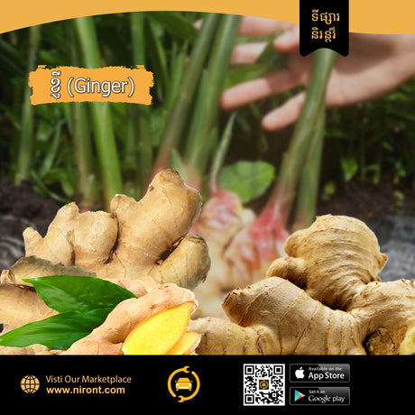 ខ្ញី Ginger - Agriculture